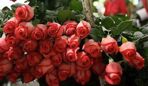 Regalar-rosas-San-Valentin-poco-ecologico